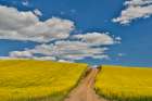 USA, Washington State, Palouse. Dirt road cutting through canola field Art Print